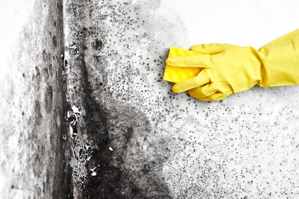 Best Affordable Mold Removal  in Manchester, IA