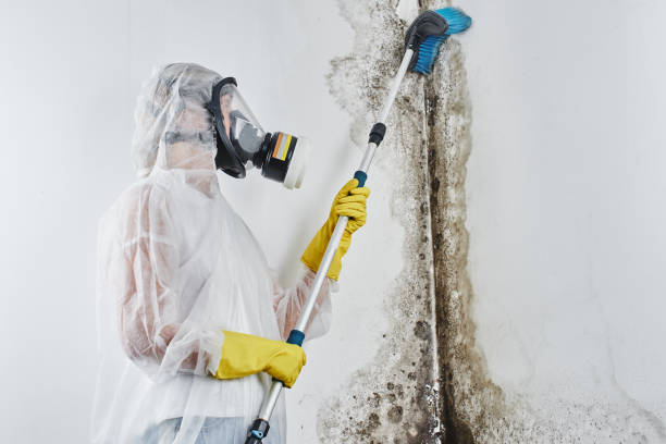 Best Mold Cleaning Services  in Manchester, IA