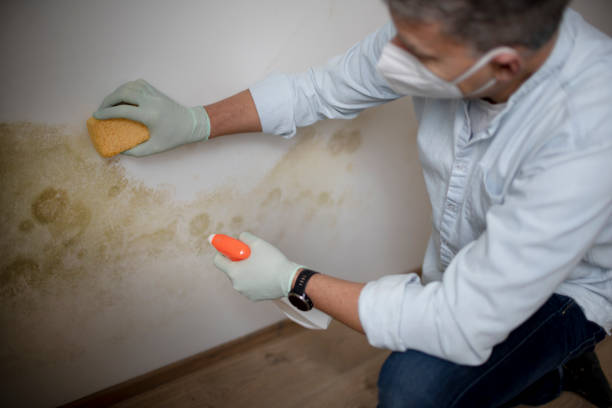 Best Mold Removal Company Near Me  in Manchester, IA