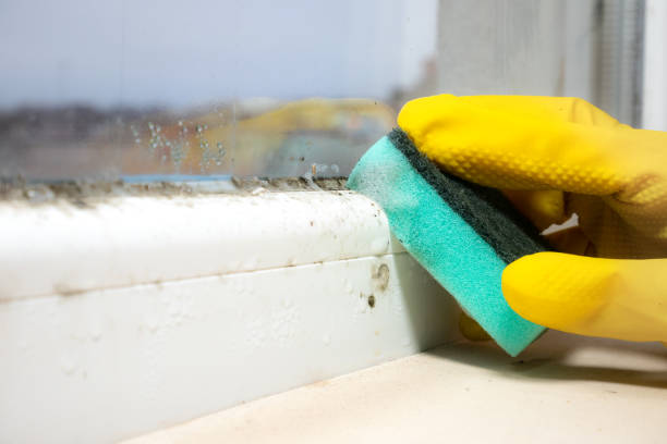 Attic Mold Removal in Manchester, IA