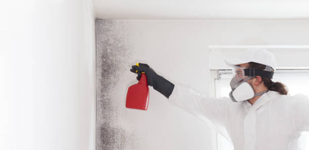 Best Mold Cleaning Services  in Manchester, IA