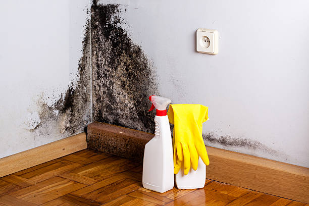 Best Fast Mold Removal  in Manchester, IA