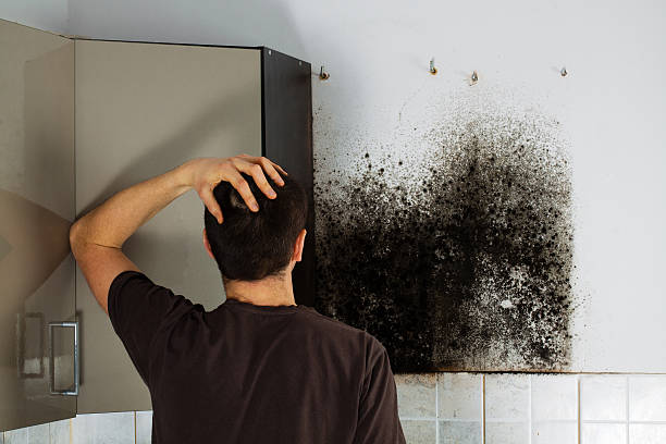 Best Toxic Mold Removal  in Manchester, IA