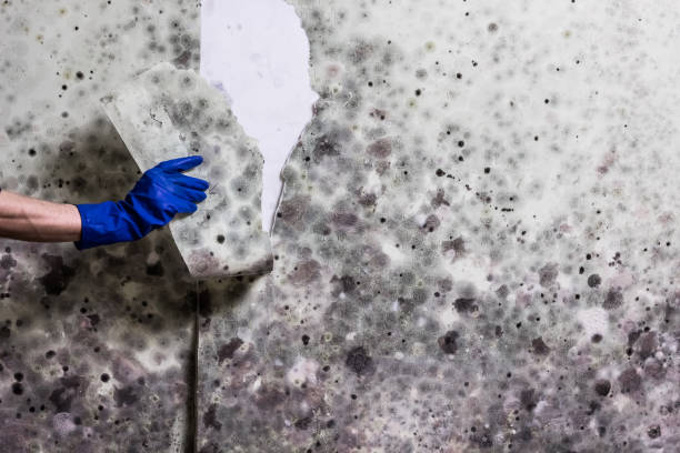 Best Fast Mold Removal  in Manchester, IA